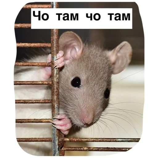 🙄 Стикер «Крысиноэ» для Telegram