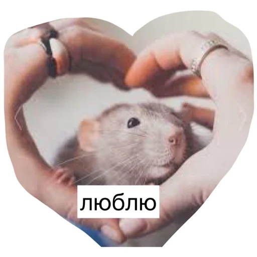 🖤 Стикер «Крысиноэ» для Telegram