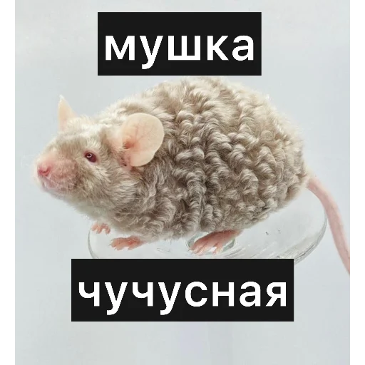 🫶 Стикер «Крысиноэ» для Telegram
