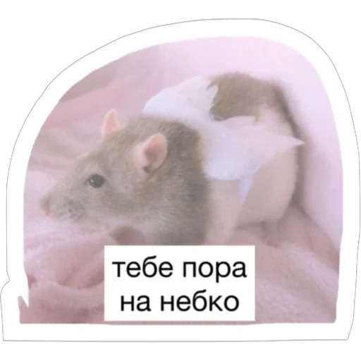 👼 Стикер «Крысиноэ» для Telegram