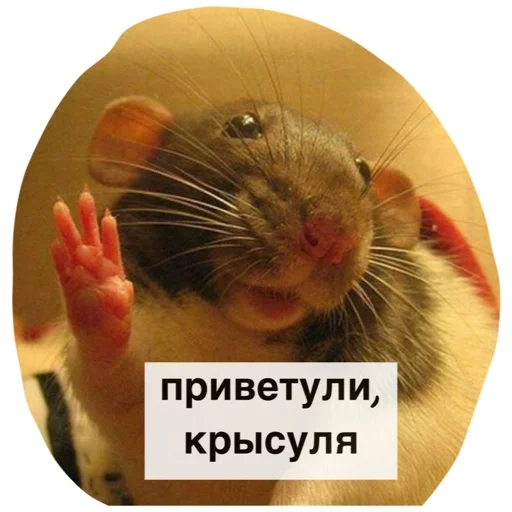 👋 Стикер «Крысиноэ» для Telegram