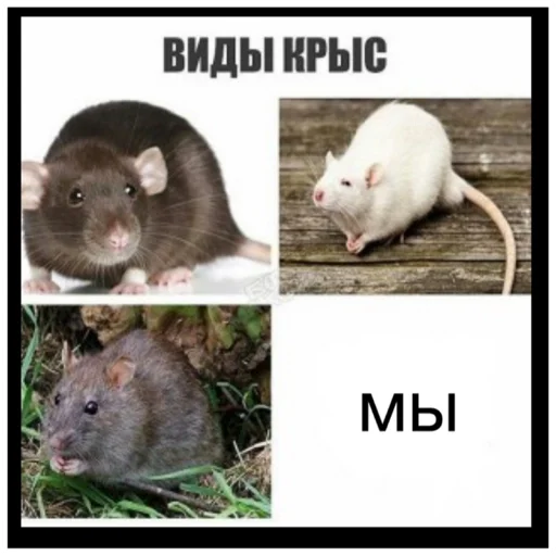 💕 Стикер «Крысиноэ» для Telegram