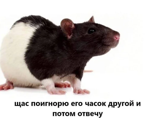 🐀 Стикер «Крысиноэ» для Telegram