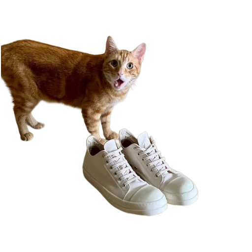 🐱 Стикер «rick owens» для Telegram