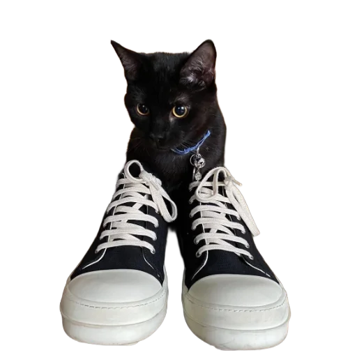 🐱 Стикер «rick owens» для Telegram