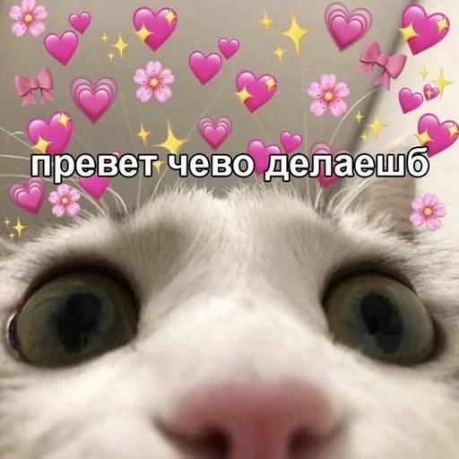 🐈 Стикер «Uwu» для Telegram