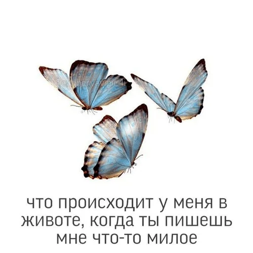 🦋 Стикер «Uwu» для Telegram