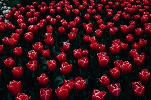 ♥ Стикер «RED Colour» для Telegram