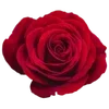 🌟 Эмодзи «🌟 red random» для Telegram