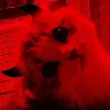 🐈 Эмодзи «Red» для Telegram