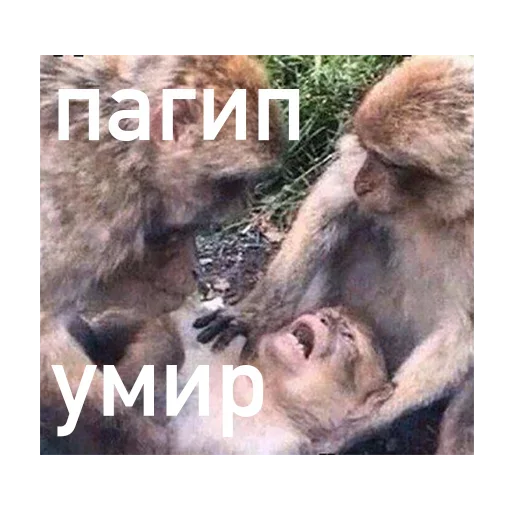 Рекомендую к залипанию