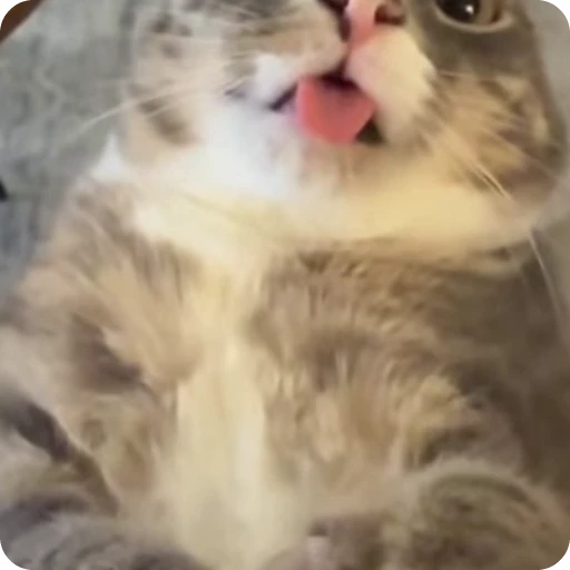 😜 Стикер «Ригби Кот» для Telegram