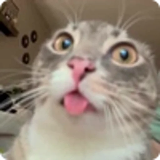🫕 Эмодзи «Rig» для Telegram
