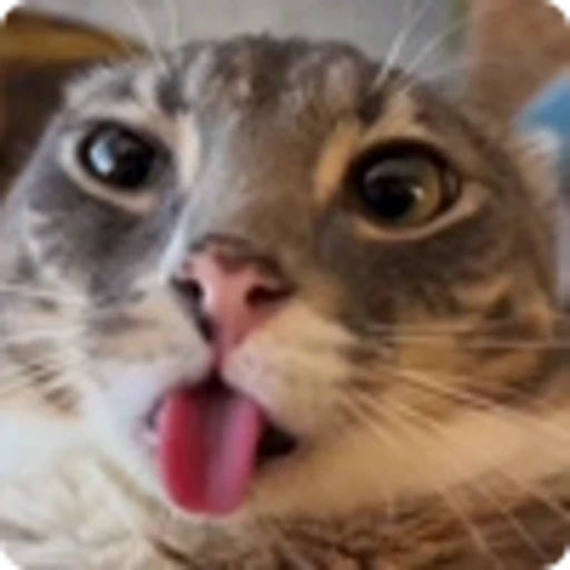 👅 Эмодзи «Rig» для Telegram