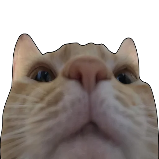 😾 Стикер «Ржакич без смс и регистрации» для Telegram