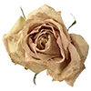 🌼 Эмодзи «Love Rjor» для Telegram