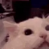🤬 Эмодзи «Roflmoji» для Telegram