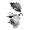🌹 Эмодзи «rose garden #girl» для Telegram