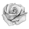 🥀 Эмодзи «rose garden #girl» для Telegram