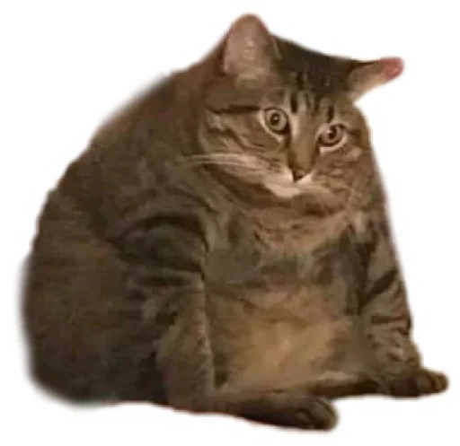 Стикерпак Round Animals для Telegram — скачать