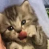 🥺 Эмодзи «Рандом Гифки» для Telegram