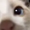🥺 Эмодзи «Рандом Гифки» для Telegram