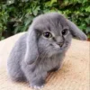 🌟 Эмодзи «Рандом Гифки» для Telegram