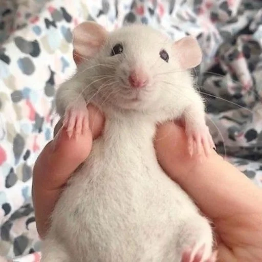 🐀 Стикер «˗ˋˏ ʀᴀᴛs ˎˊ-» для Telegram