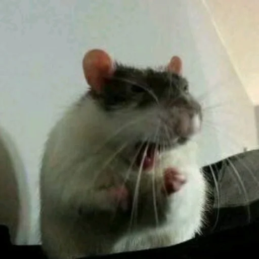 🐀 Стикер «˗ˋˏ ʀᴀᴛs ˎˊ-» для Telegram