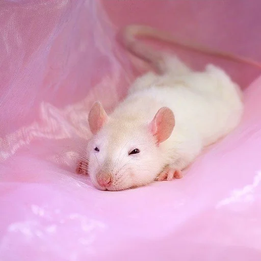 🐀 Стикер «˗ˋˏ ʀᴀᴛs ˎˊ-» для Telegram