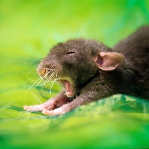 🐀 Стикер «˗ˋˏ ʀᴀᴛs ˎˊ-» для Telegram