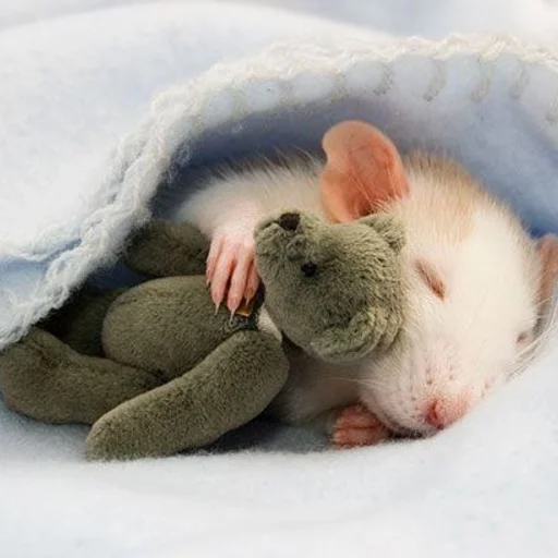 🐀 Стикер «˗ˋˏ ʀᴀᴛs ˎˊ-» для Telegram