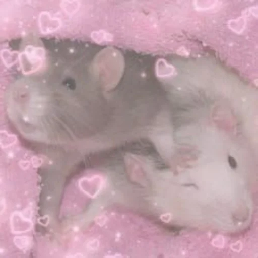 🐀 Стикер «˗ˋˏ ʀᴀᴛs ˎˊ-» для Telegram