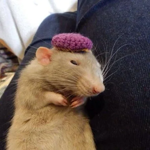 🐀 Стикер «˗ˋˏ ʀᴀᴛs ˎˊ-» для Telegram