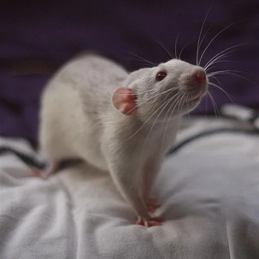 🐀 Стикер «˗ˋˏ ʀᴀᴛs ˎˊ-» для Telegram