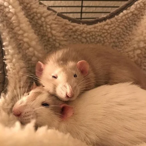 🐀 Стикер «˗ˋˏ ʀᴀᴛs ˎˊ-» для Telegram