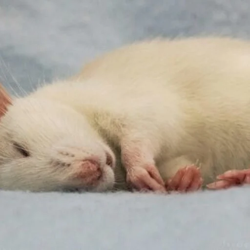 🐀 Стикер «˗ˋˏ ʀᴀᴛs ˎˊ-» для Telegram