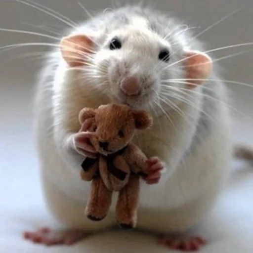 🐀 Стикер «˗ˋˏ ʀᴀᴛs ˎˊ-» для Telegram