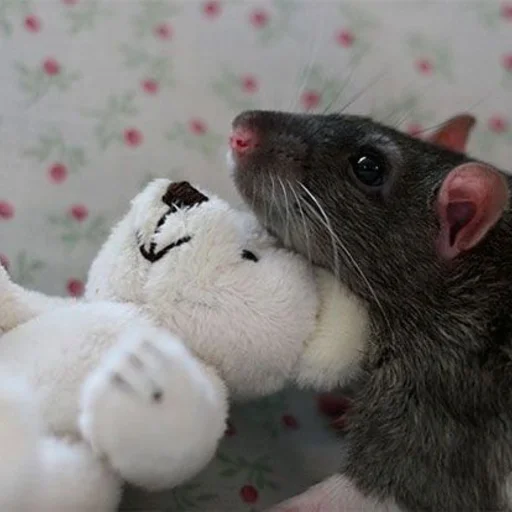 🐀 Стикер «˗ˋˏ ʀᴀᴛs ˎˊ-» для Telegram