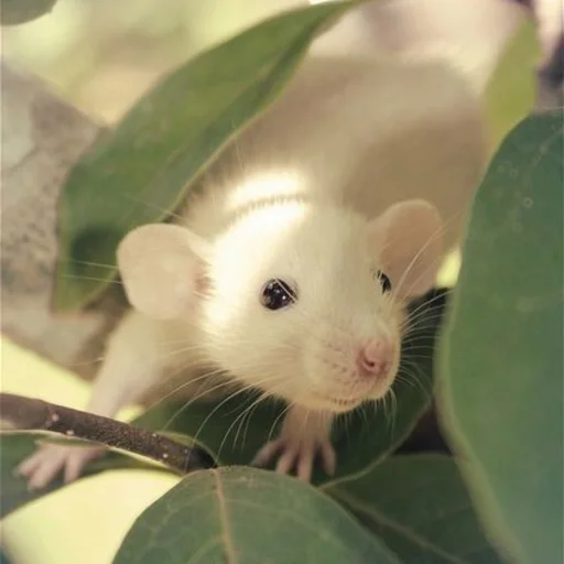 🐀 Стикер «˗ˋˏ ʀᴀᴛs ˎˊ-» для Telegram