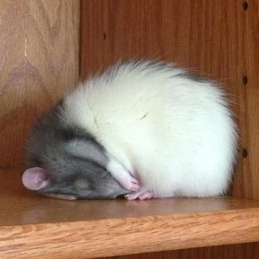 🐀 Стикер «˗ˋˏ ʀᴀᴛs ˎˊ-» для Telegram