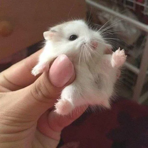 🐀 Стикер «˗ˋˏ ʀᴀᴛs ˎˊ-» для Telegram