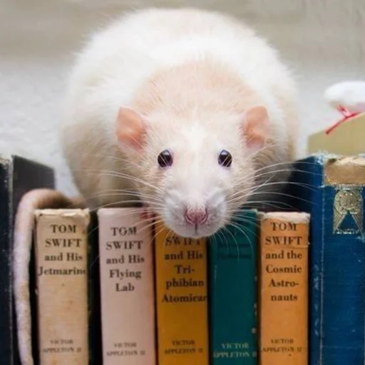 🐀 Стикер «˗ˋˏ ʀᴀᴛs ˎˊ-» для Telegram