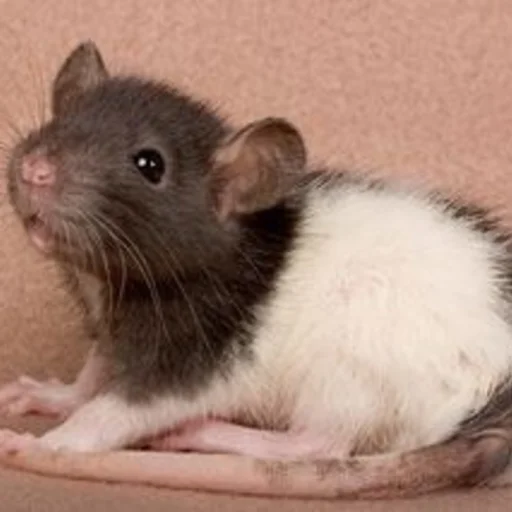🐀 Стикер «˗ˋˏ ʀᴀᴛs ˎˊ-» для Telegram