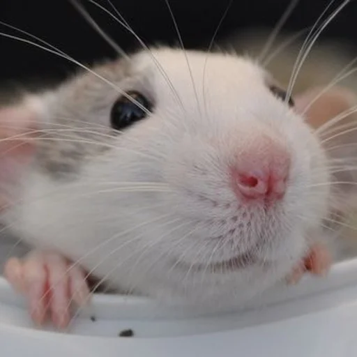 🐀 Стикер «˗ˋˏ ʀᴀᴛs ˎˊ-» для Telegram