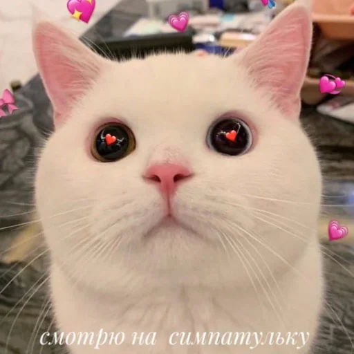 🐱 Стикер «luv» для Telegram