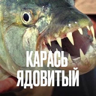 🐠 Стикер «Креативно Ругаем Студентов» для Telegram
