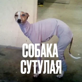Стикерпак Креативно Ругаем Студентов для Telegram