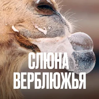🐪 Стикер «Креативно Ругаем Студентов» для Telegram