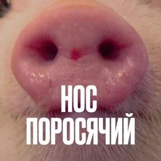 🐽 Стикер «Креативно Ругаем Студентов» для Telegram